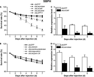 Planthopper-Secreted Salivary Calmodulin Acts as an Effector for Defense Responses in Rice